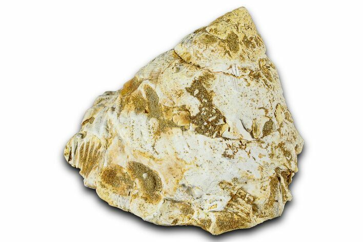 Miocene Fossil Sea Snail (Xenophora) Shell - France #367633